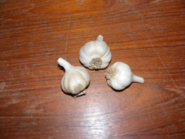 SPANISH ROJA GARLIC - seed bulbs
